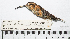  (Phaethornis stuarti - MUSM-Orn-13612)  @11 [ ] CreativeCommons - Attribution Non-Commercial Share-Alike (2017) Unspecified Universidad Nacional Mayor de San Marcos, Museo de Historia Natural