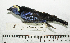  (Tangara callophrys - MUSM-Orn-14413)  @11 [ ] CreativeCommons - Attribution Non-Commercial Share-Alike (2017) Unspecified Universidad Nacional Mayor de San Marcos, Museo de Historia Natural