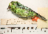  (Tangara varia - MUSM-Orn-17858)  @11 [ ] CreativeCommons - Attribution Non-Commercial Share-Alike (2017) Unspecified Universidad Nacional Mayor de San Marcos, Museo de Historia Natural