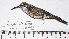  (Oreotrochilus estella - MUSM-Orn-27618)  @11 [ ] CreativeCommons - Attribution Non-Commercial Share-Alike (2017) Unspecified Universidad Nacional Mayor de San Marcos, Museo de Historia Natural