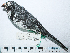  (Saltator cinctus - MUSM-Orn-29100)  @11 [ ] CreativeCommons - Attribution Non-Commercial Share-Alike (2017) Unspecified Universidad Nacional Mayor de San Marcos, Museo de Historia Natural