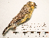  (Sicalis raimondii - MUSM-Orn-30911)  @11 [ ] CreativeCommons - Attribution Non-Commercial Share-Alike (2017) Unspecified Universidad Nacional Mayor de San Marcos, Museo de Historia Natural