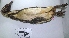  (Spheniscus humboldti - MUSM-Orn-32362)  @11 [ ] CreativeCommons - Attribution Non-Commercial Share-Alike (2017) Unspecified Universidad Nacional Mayor de San Marcos, Museo de Historia Natural