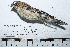  (Sporophila telasco - MUSM-Orn-33950)  @11 [ ] CreativeCommons - Attribution Non-Commercial Share-Alike (2017) Unspecified Universidad Nacional Mayor de San Marcos, Museo de Historia Natural
