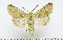  (Rhyacia junonia - AV-0013-Noct.)  @15 [ ] No Rights Reserved (2011) A.V. Volynkin Unspecified