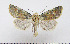  (Rhyacia schistochroa - AV-0014-Noct.)  @15 [ ] No Rights Reserved (2011) A.V. Volynkin Unspecified
