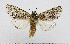  (Acronicta centralis - AV-0018-Noct.)  @11 [ ] No Rights Reserved (2011) A.V. Volynkin Unspecified