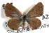  (Hemiargus ceraunus gyas - JLB-0212)  @14 [ ] CreativeCommons - Attribution (2009) Unspecified Centre for Biodiversity Genomics