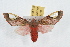  (Bertholdia trigona - JLB-0270)  @14 [ ] CreativeCommons - Attribution (2009) Unspecified Centre for Biodiversity Genomics