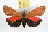  (Virbia ostenta - JLB-0274)  @14 [ ] CreativeCommons - Attribution (2009) Unspecified Centre for Biodiversity Genomics
