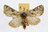  (Oslaria viridifera - JLB-0284)  @14 [ ] CreativeCommons - Attribution (2009) Unspecified Centre for Biodiversity Genomics