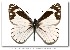  ( - LEP-31028)  @11 [ ] Copyright (2007) Unspecified Butterflies of America