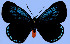  ( - LEP-35674)  @11 [ ] Copyright (2008) Unspecified Butterflies of America