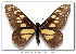  (Baroniinae - LEP-49801)  @11 [ ] Copyright (2008) Unspecified Butterflies of America