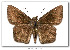  ( - LEP-53593)  @11 [ ] Copyright (2009) Unspecified Butterflies of America