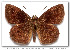  (Bolla imbras - LEP-53655)  @11 [ ] Copyright (2009) Unspecified Butterflies of America