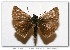  ( - LEP-53714)  @11 [ ] Copyright (2007) Unspecified Butterflies of America