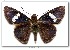  ( - LEP-53788)  @13 [ ] Copyright (2009) Unspecified Butterflies of America
