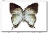  (Theritas theocritus - LEP-58564)  @11 [ ] Copyright (2010) Unspecified Butterflies of America