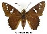  (Pyrrhopyge araxes - LEP-59045)  @11 [ ] Copyright (2009) Unspecified Butterflies of America