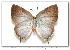  ( - FLMNH-MGCL-LEP-78291)  @11 [ ] Copyright (2009) Kim Davis, Mike Stangeland & Andrew Warren Butterflies of America