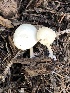  (Leucocybe - MO528329)  @11 [ ] CreativeCommons - Attribution Share-Alike (2023) Unspecified Arizona Mushroom Society