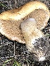  ( - MO528356)  @11 [ ] CreativeCommons - Attribution Share-Alike (2023) Unspecified Arizona Mushroom Society