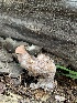  (Clitocybe violaceifolia - MO533117)  @11 [ ] CreativeCommons - Attribution Share-Alike (2023) Unspecified Arizona Mushroom Society