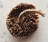  (Heliocybe - MO543616)  @11 [ ] CreativeCommons - Attribution Share-Alike (2024) Unspecified Arizona Mushroom Society