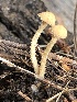  ( - MO527415)  @11 [ ] CreativeCommons - Attribution Share-Alike (2023) Unspecified Arizona Mushroom Society