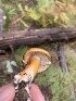 (Tricholoma cf. saponaceum - MO532872)  @11 [ ] CreativeCommons - Attribution Share-Alike (2023) Unspecified Arizona Mushroom Society