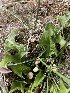  (Marasmius tricolor - MO533842)  @11 [ ] CreativeCommons - Attribution Share-Alike (2023) Unspecified Arizona Mushroom Society
