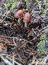  ( - MO545886)  @11 [ ] CreativeCommons - Attribution Share-Alike (2024) Unspecified Arizona Mushroom Society