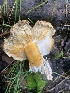  ( - MO532873)  @11 [ ] CreativeCommons - Attribution Share-Alike (2023) Unspecified Arizona Mushroom Society