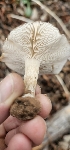  ( - MO547499)  @11 [ ] CreativeCommons - Attribution Share-Alike (2024) Unspecified Arizona Mushroom Society