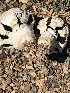  (Agaricus evertens - MO519150)  @11 [ ] CreativeCommons - Attribution Share-Alike (2023) Unspecified Arizona Mushroom Society