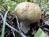  ( - MO547430)  @11 [ ] CreativeCommons - Attribution Share-Alike (2024) Unspecified Arizona Mushroom Society