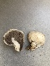  (Agaricus columellatus - MO527515)  @11 [ ] CreativeCommons - Attribution Share-Alike (2023) Unspecified Arizona Mushroom Society