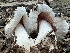  ( - MO547569)  @11 [ ] CreativeCommons - Attribution Share-Alike (2024) Unspecified Arizona Mushroom Society