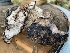  (Boletopsis cf. leucomelaena - MO532870)  @11 [ ] CreativeCommons - Attribution Share-Alike (2023) Unspecified Arizona Mushroom Society