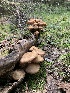  (Armillaria solidipes - MO532884)  @11 [ ] CreativeCommons - Attribution Share-Alike (2023) Unspecified Arizona Mushroom Society