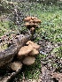  ( - MO532884)  @11 [ ] CreativeCommons - Attribution Share-Alike (2023) Unspecified Arizona Mushroom Society