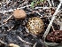  ( - MO546213)  @11 [ ] CreativeCommons - Attribution Share-Alike (2024) Unspecified Arizona Mushroom Society