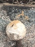  (Tulostoma sp. TAC625 - MO543067)  @11 [ ] CreativeCommons - Attribution Share-Alike (2024) Unspecified Arizona Mushroom Society