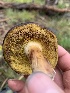  ( - MO532874)  @11 [ ] CreativeCommons - Attribution Share-Alike (2023) Unspecified Arizona Mushroom Society