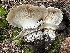  (Catathelasma singeri - MO530923)  @11 [ ] CreativeCommons - Attribution Share-Alike (2023) Unspecified Arizona Mushroom Society