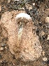  (Tulostoma cretaceum - MO547439)  @11 [ ] CreativeCommons - Attribution Share-Alike (2024) Unspecified Arizona Mushroom Society