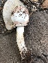  ( - MO527574)  @11 [ ] CreativeCommons - Attribution Share-Alike (2023) Unspecified Arizona Mushroom Society