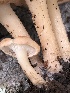  (Infundibulicybe bresadolana - MO527642)  @11 [ ] CreativeCommons - Attribution Share-Alike (2023) Unspecified Arizona Mushroom Society