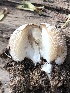  ( - MO518346)  @11 [ ] CreativeCommons - Attribution Share-Alike (2023) Unspecified Arizona Mushroom Society